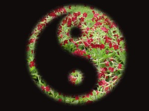 yin-yang-1712063_1920