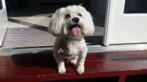 Henrys doggy-Calvin